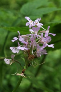 purplefringedorchid