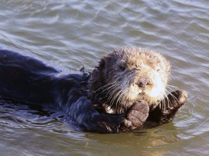 seaotter2
