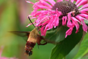Hummingbird or Bumblebee Moth