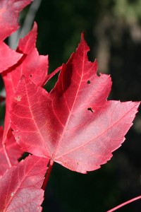 Fall Color Red Maple