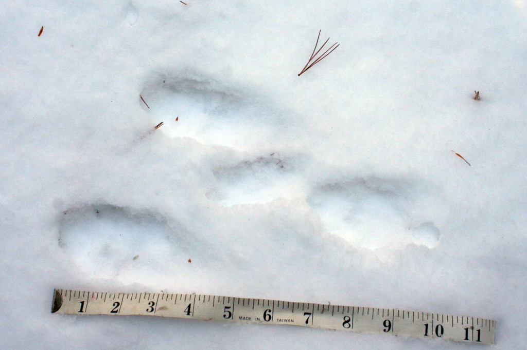 Snowshoe Hare Tracks MyNature Apps